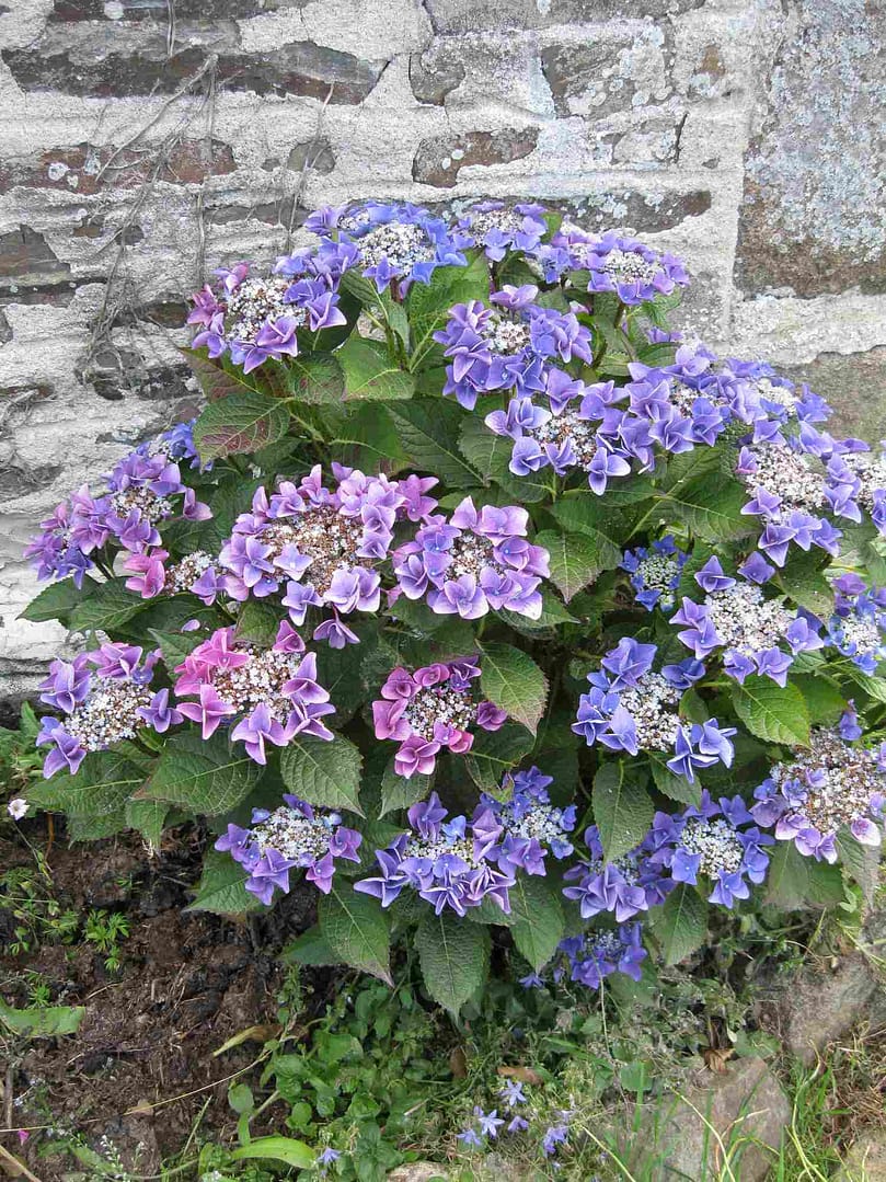 hortensias cancale gite week end