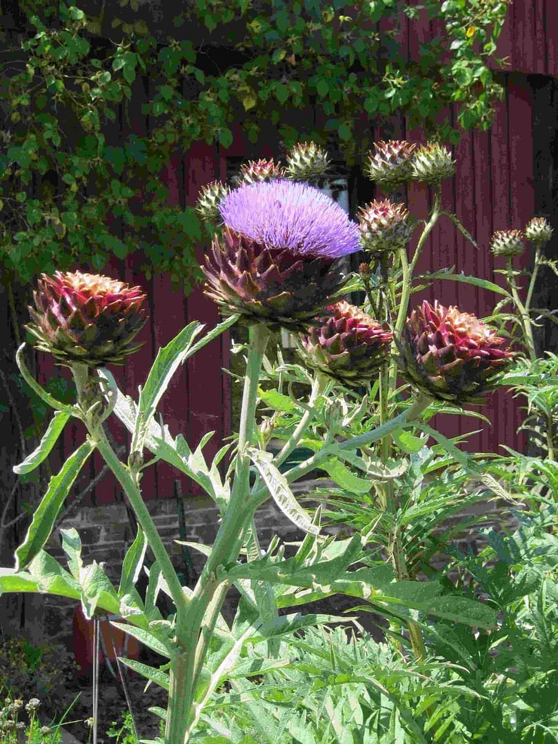 plante fleur gite cancale location vacances