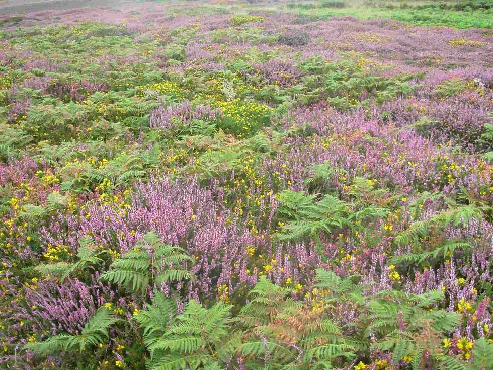 callune gite la chalune cancale