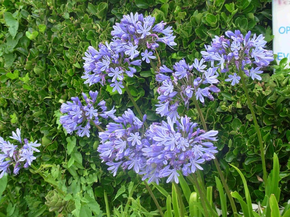 fleurs gite cancale vacances