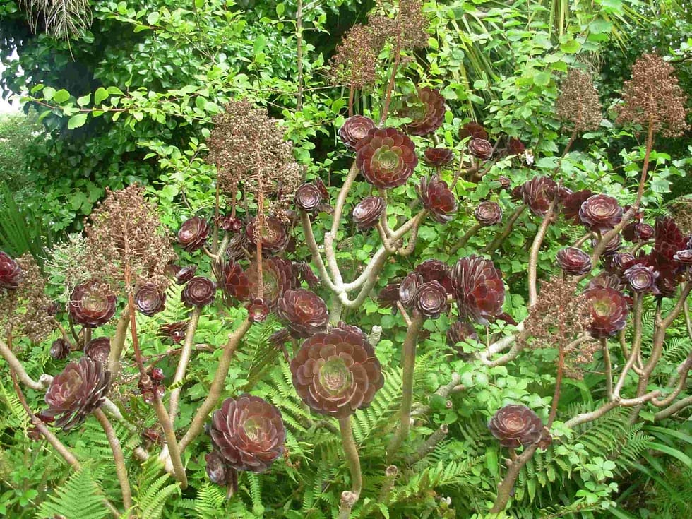 plante gite cancale la chalune
